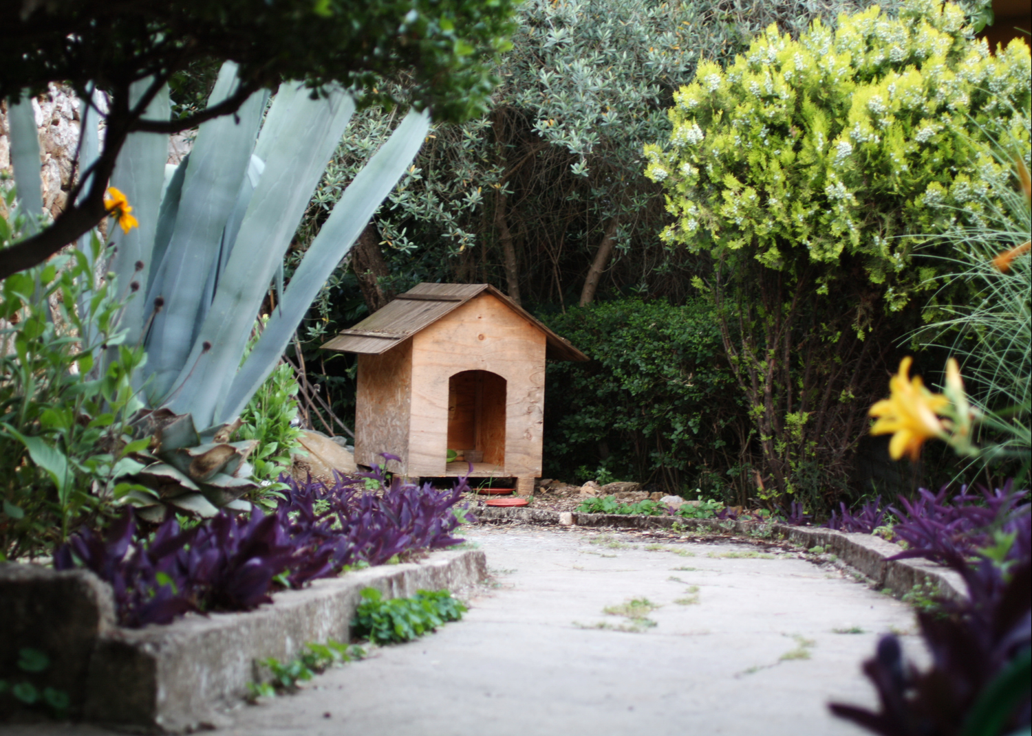 A rustic wooden doghouse nestled among lush green plants and vibrant purple foliage in a serene garden pathway.