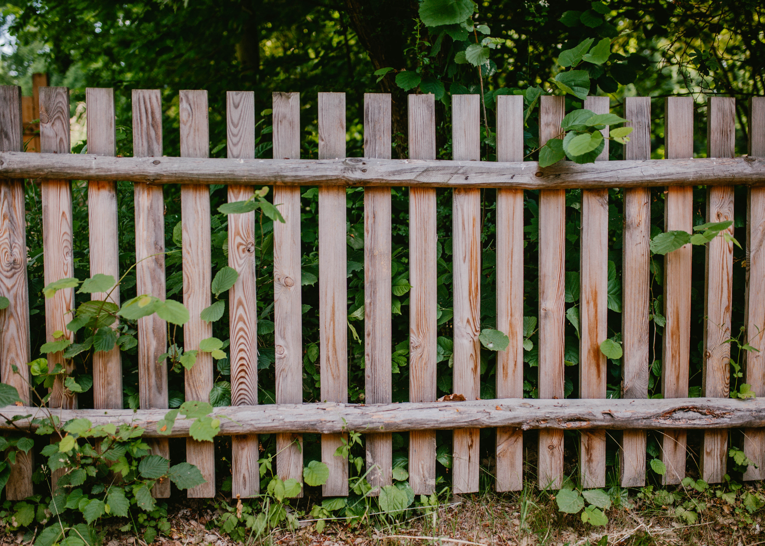 A rustic wooden fence surrounded by lush green foliage, showcasing vertical planks with a horizontal top rail and small plants peeking through.