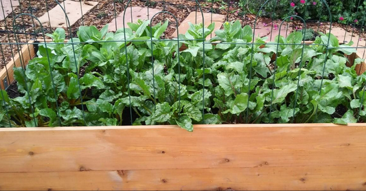 A photo of a garden bean with non toxic garden bed sealer granting long lasting protection that penetrates deep. 