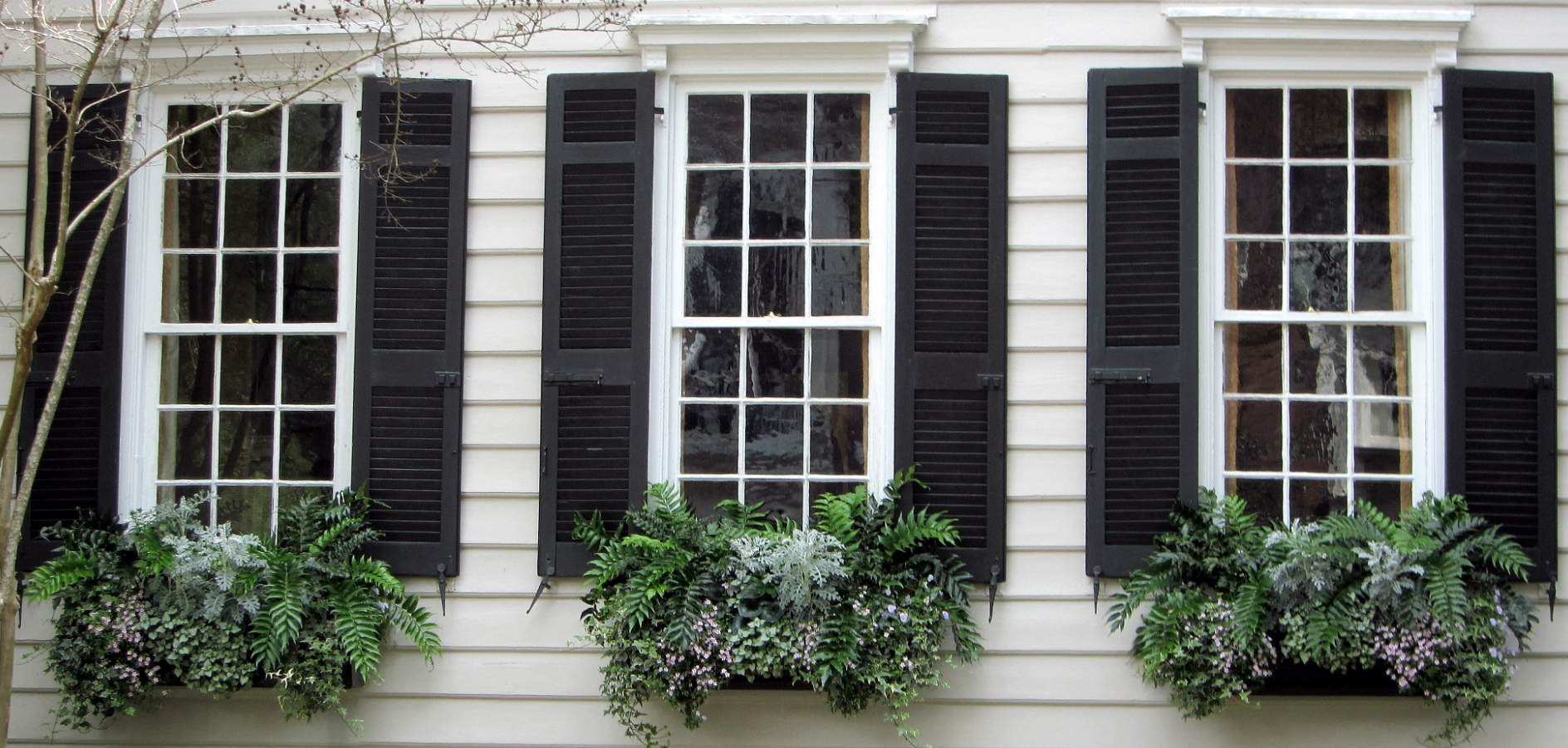 Three windows with black shutters and lush green window boxes filled with ferns and flowers on a light-colored house facade.