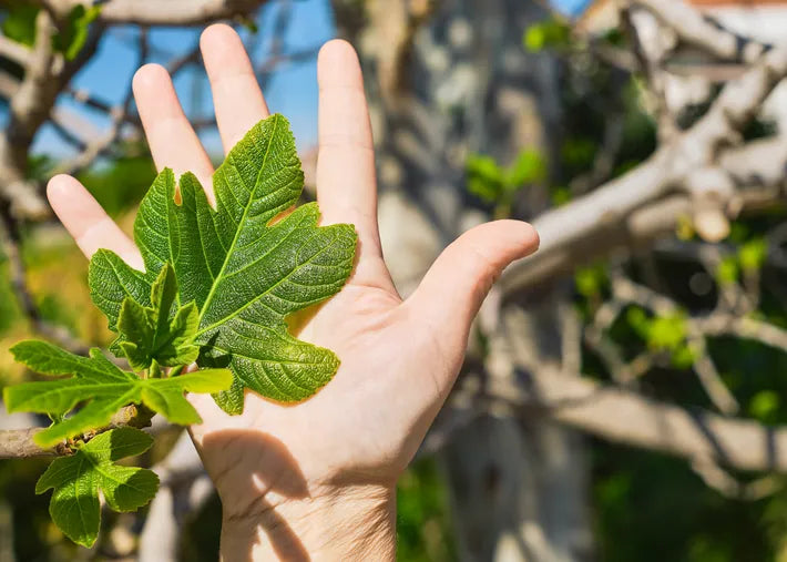 A hand holds vibrant green fig leaves against a blurred background of a fig tree and blue sky.