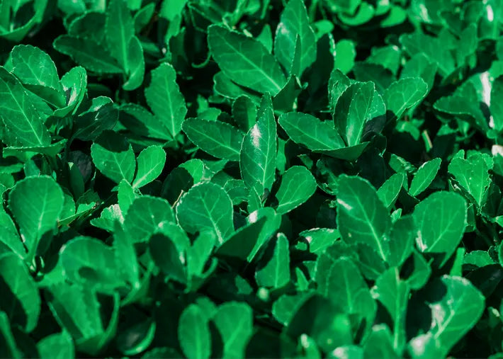 Lush green leaves densely packed together, showcasing vibrant foliage and a healthy, thriving plant environment.