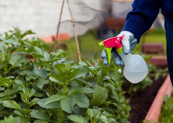 A person wearing gloves sprays a mist from a colorful bottle onto green plants in a garden bed, tending to their foliage.