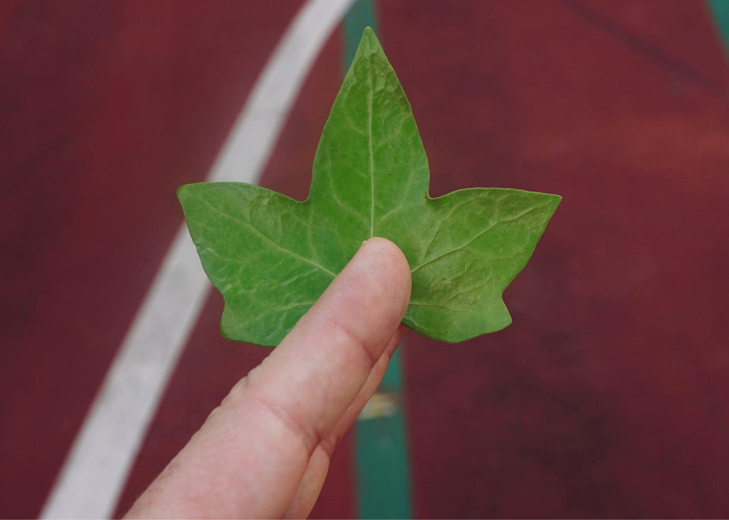 A person holds a vibrant green ivy leaf between their thumb and finger against a blurred background of red and green surfaces.